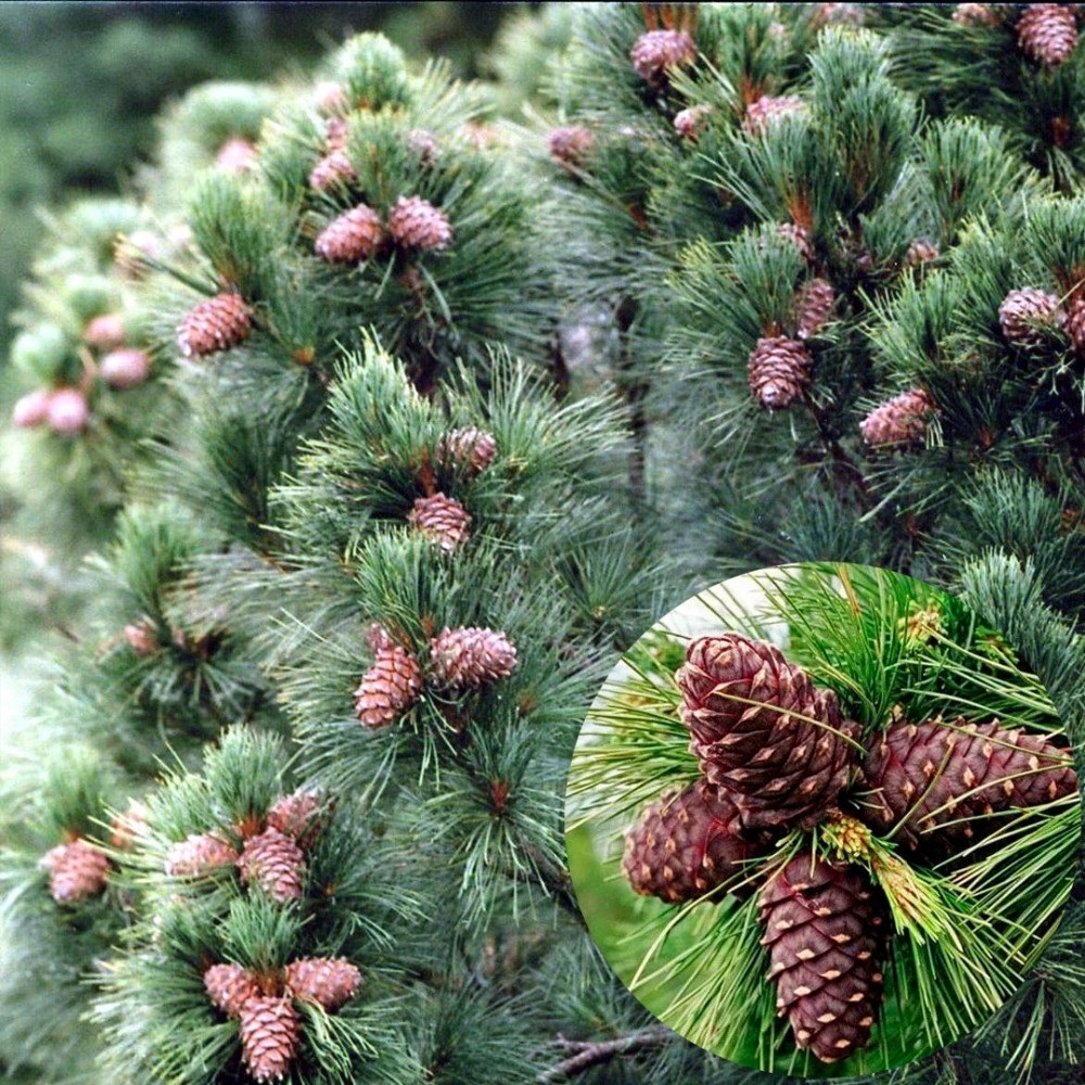 Siberian Cedar seeds, Pinus sibirica, Siberian Stone Pine, Russian Pine, Siberian Nut Pine - 30
