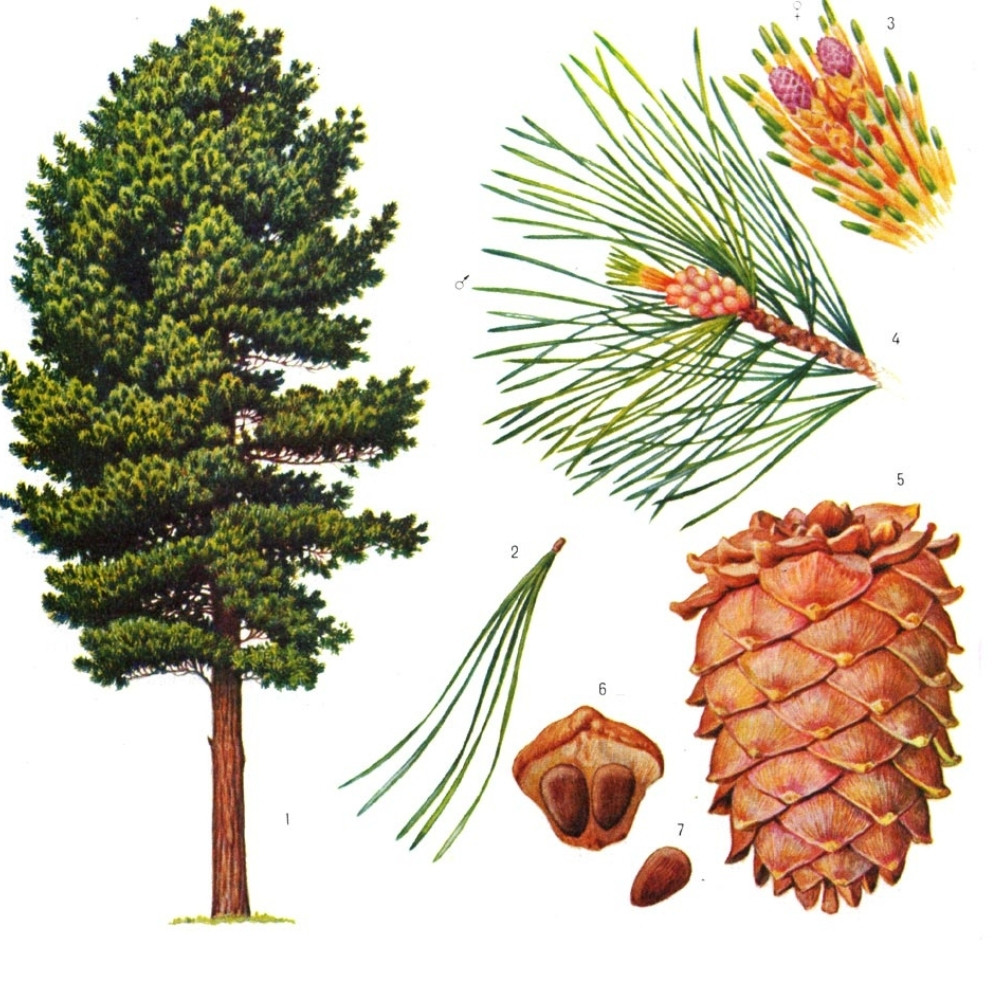 Siberian Cedar seeds, Pinus sibirica, Siberian Stone Pine, Russian Pine, Siberian Nut Pine - 30