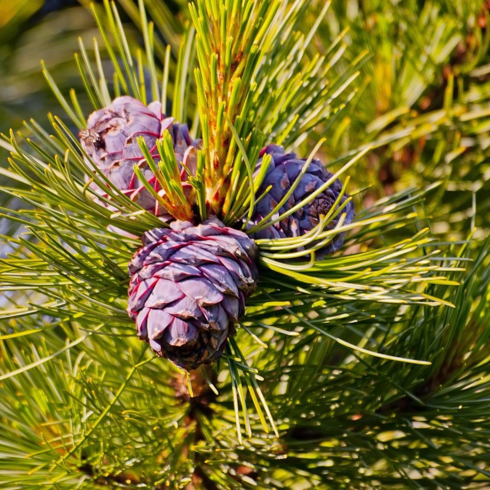 Siberian Cedar seeds, Pinus sibirica, Siberian Stone Pine, Russian Pine, Siberian Nut Pine - 30