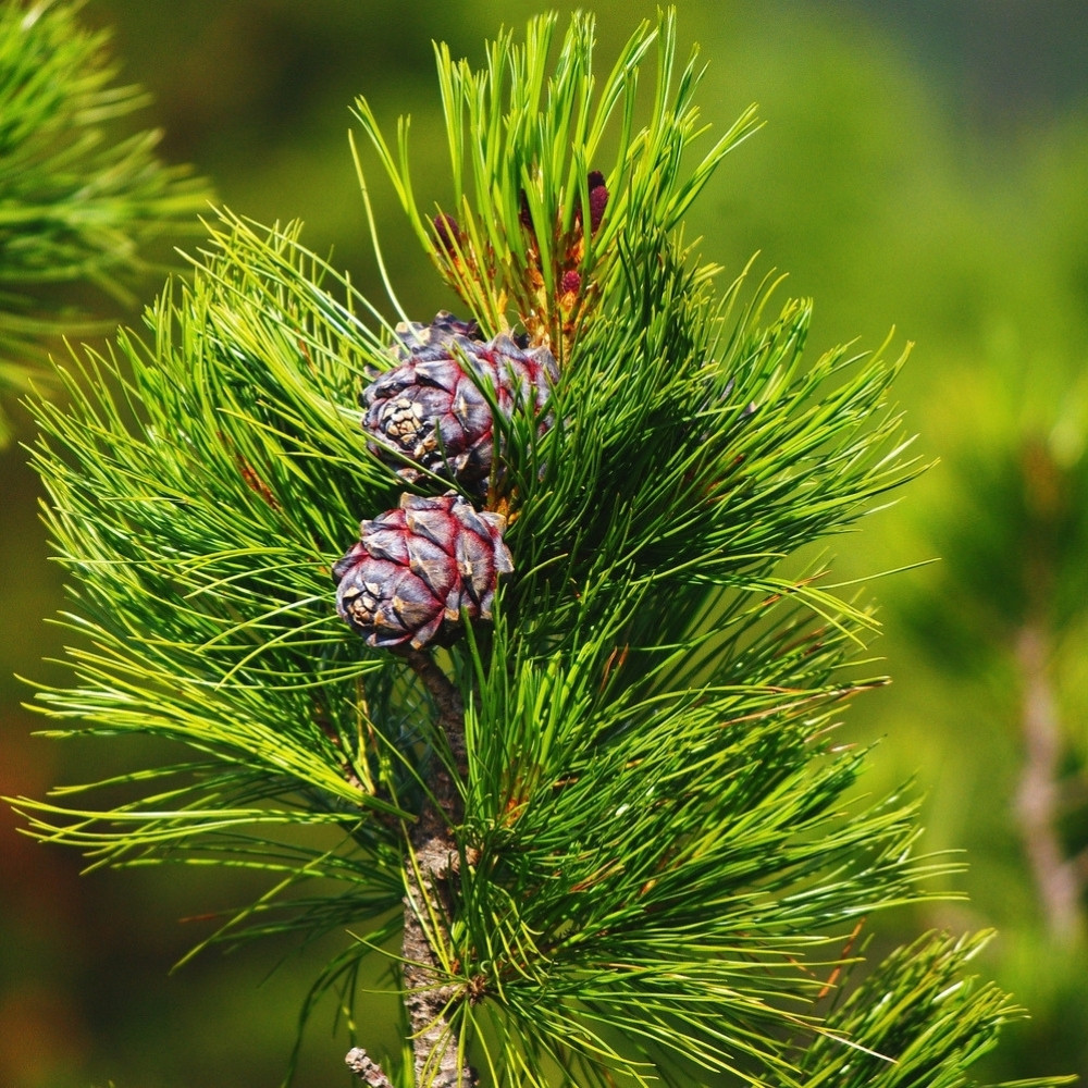 Siberian Cedar seeds, Pinus sibirica, Siberian Stone Pine, Russian Pine, Siberian Nut Pine - 30