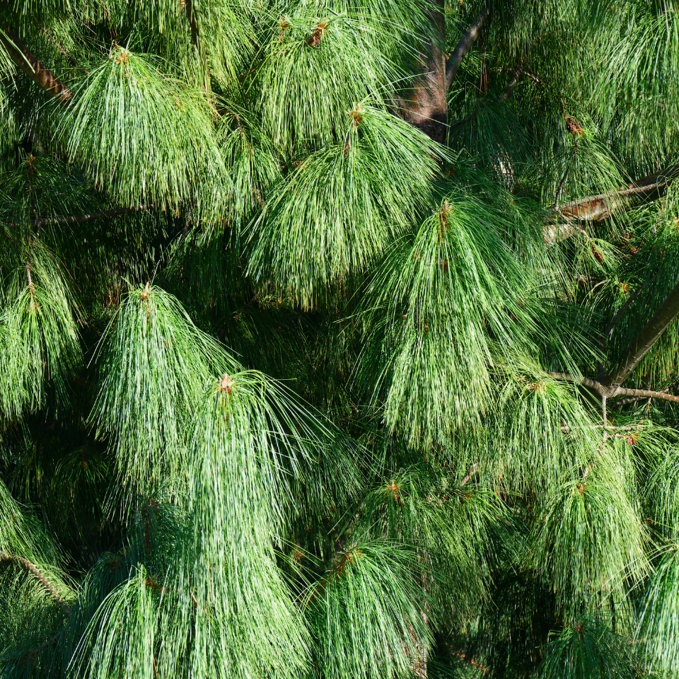 Excelsa Pine, Pinus Wallichiana seeds - 20
