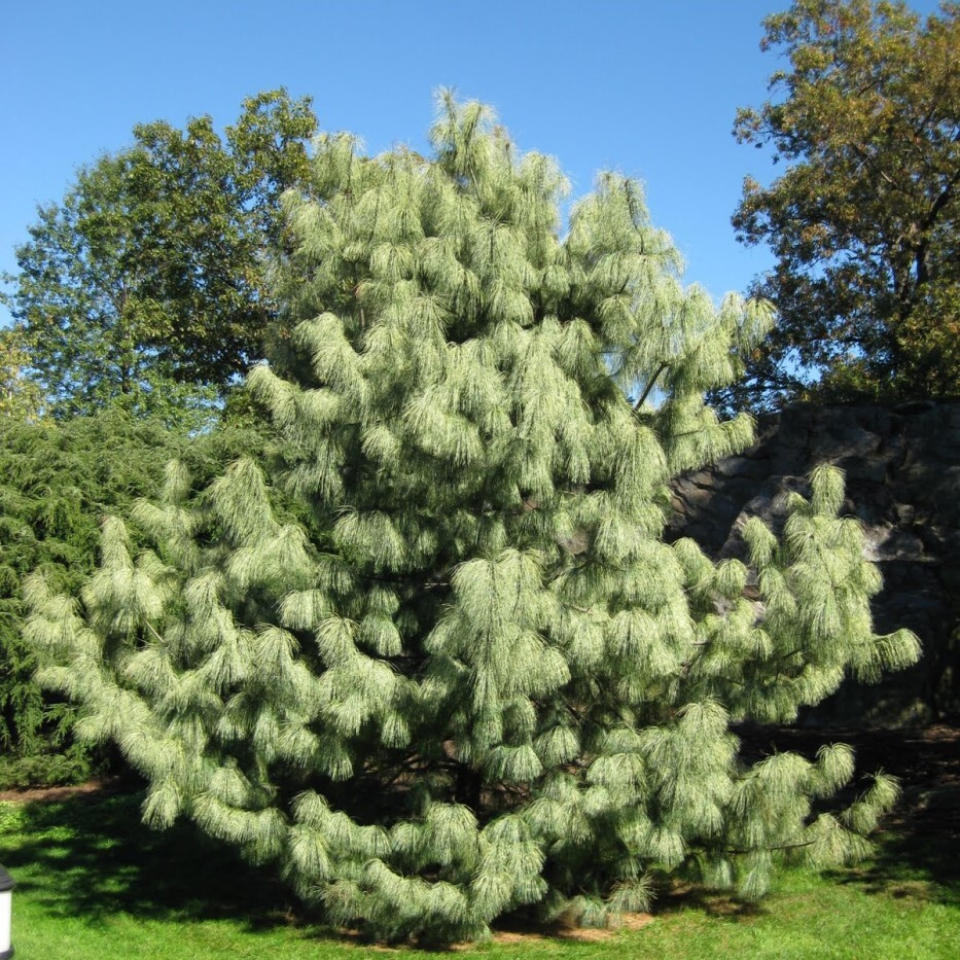 Excelsa Pine, Pinus Wallichiana seeds - 20
