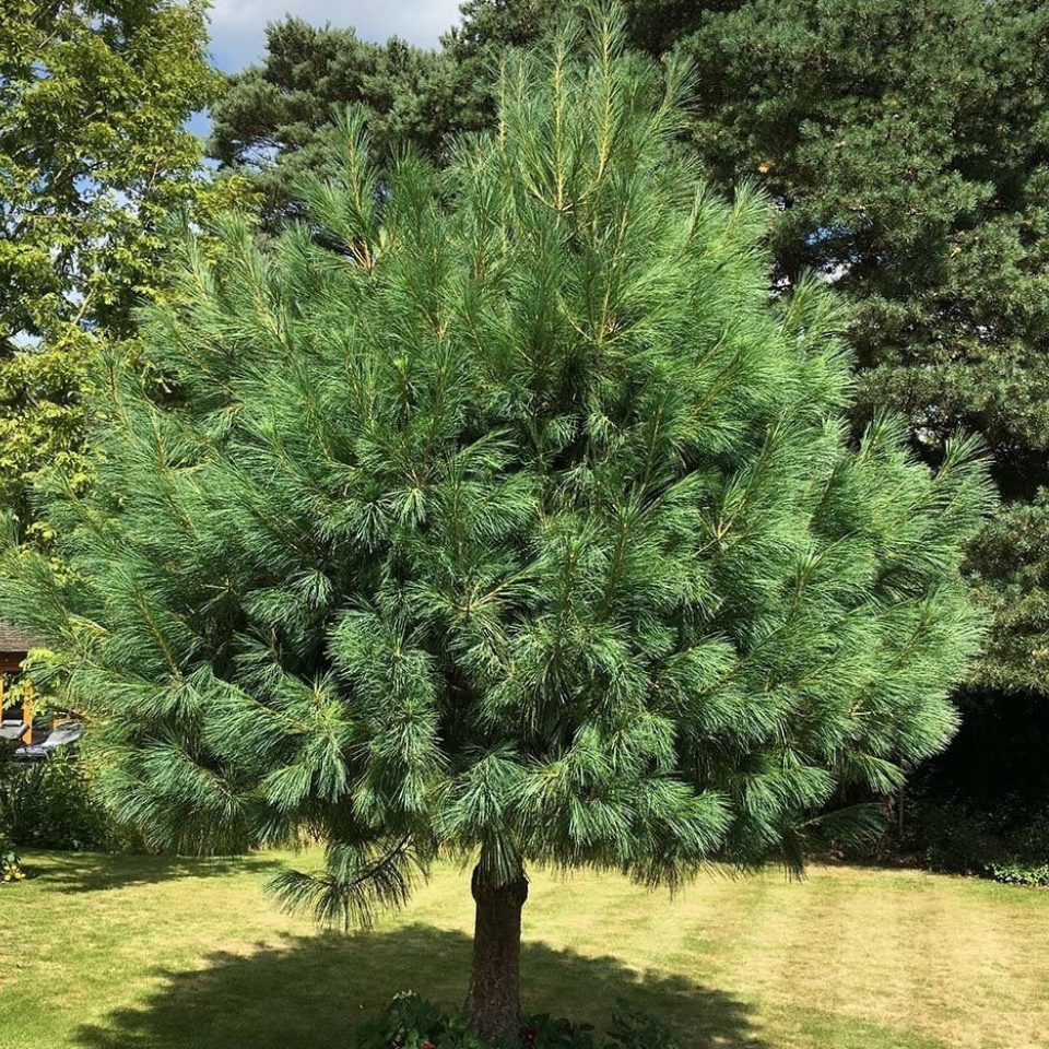 Excelsa Pine, Pinus Wallichiana seeds - 20