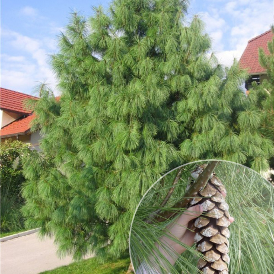 Excelsa Pine, Pinus Wallichiana seeds - 20