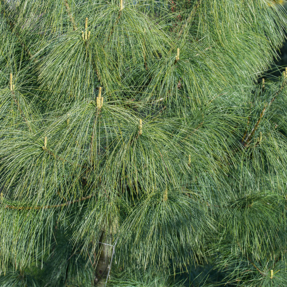 Excelsa Pine, Pinus Wallichiana seeds - 20