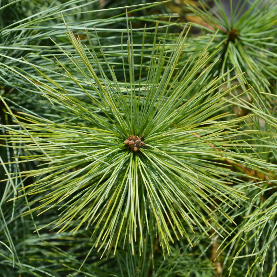Excelsa Pine, Pinus Wallichiana seeds - 20