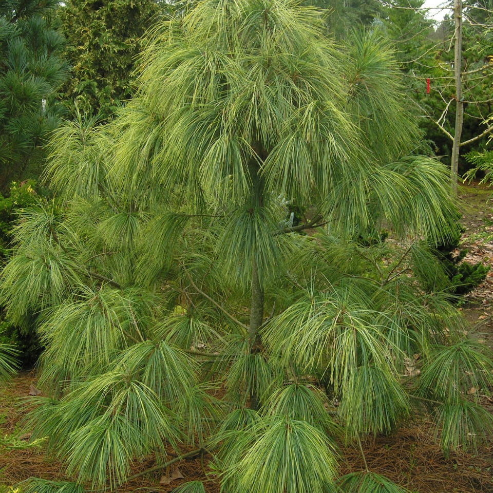 Excelsa Pine, Pinus Wallichiana seeds - 20
