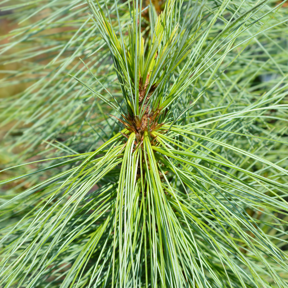 Excelsa Pine, Pinus Wallichiana seeds - 20