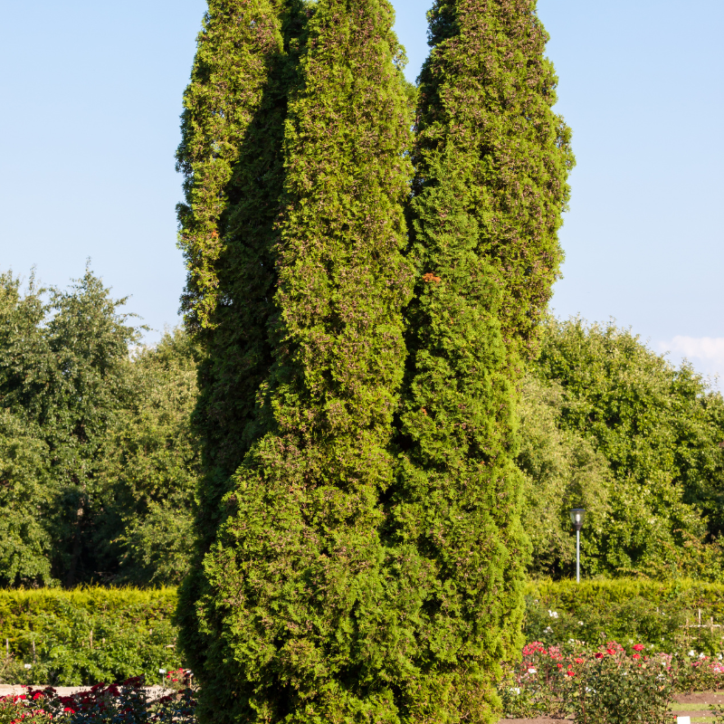 Thuja orientalis, Oriental Arbor Vitae seeds - 300