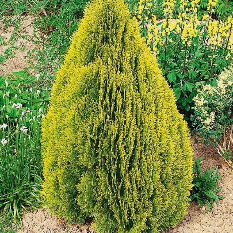 Thuja orientalis, Oriental Arbor Vitae seeds - 300