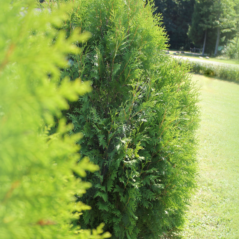 Thuja orientalis, Oriental Arbor Vitae seeds - 300