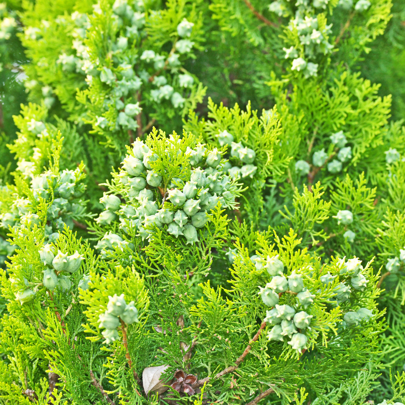Thuja orientalis, Oriental Arbor Vitae seeds - 300