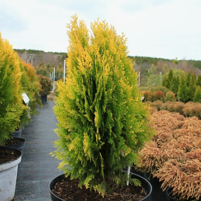 Thuja orientalis, Oriental Arbor Vitae seeds - 300