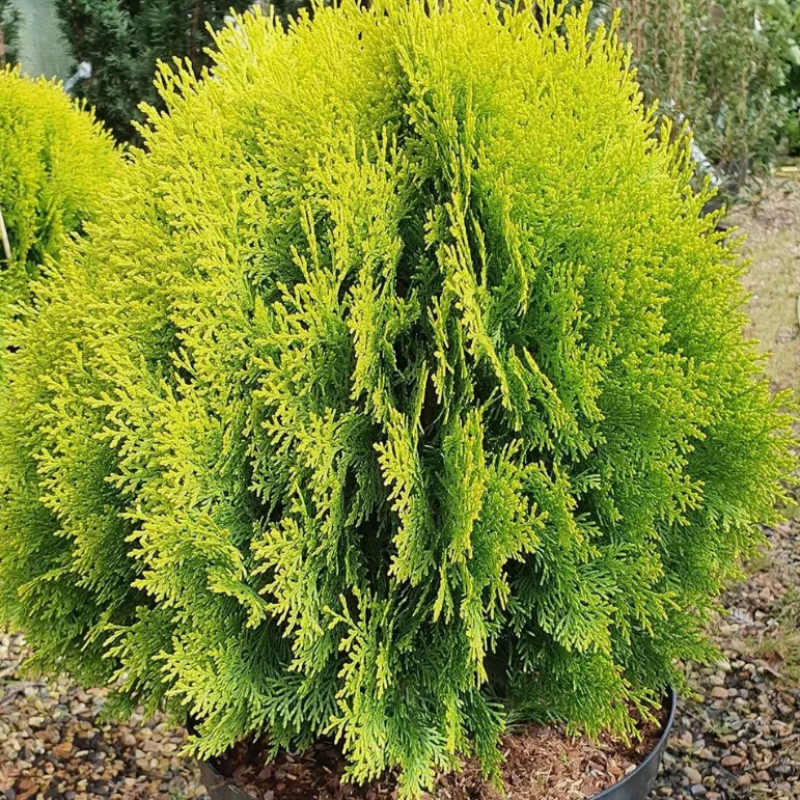Thuja orientalis, Oriental Arbor Vitae seeds - 300
