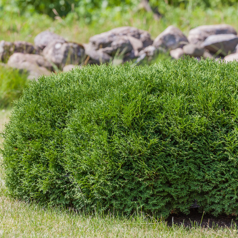 Thuja orientalis, Oriental Arbor Vitae seeds - 300