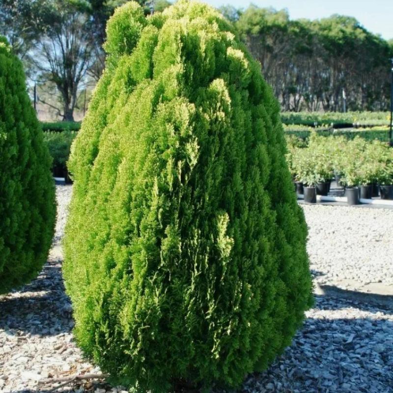 Thuja orientalis, Oriental Arbor Vitae seeds - 300