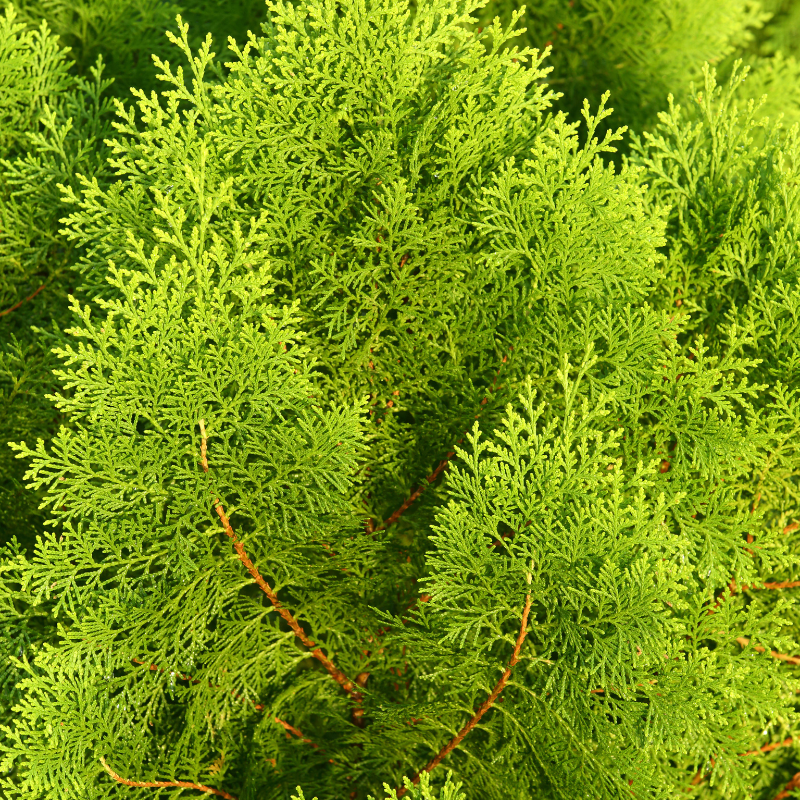 Thuja orientalis, Oriental Arbor Vitae seeds - 1000