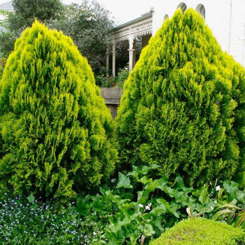Thuja orientalis, Oriental Arbor Vitae seeds - 300