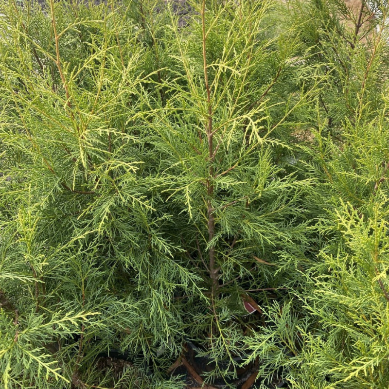 Cupressus Torulosa, Himalayan Cypress seeds - 200