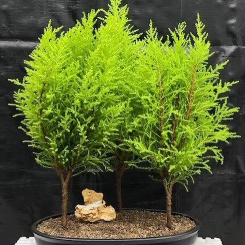 Cupressus Torulosa, Himalayan Cypress seeds - 200