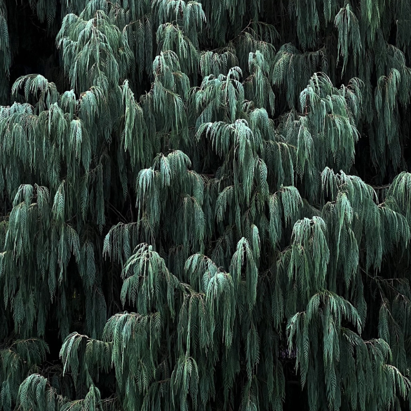 Cupressus Torulosa, Himalayan Cypress seeds - 200