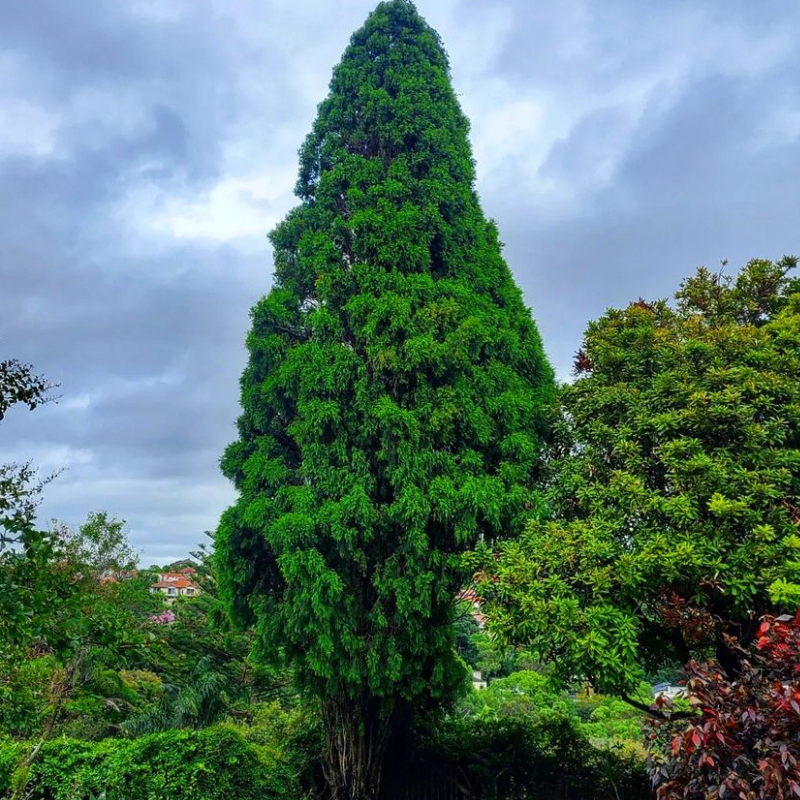 Cupressus Torulosa, Himalayan Cypress seeds - 200