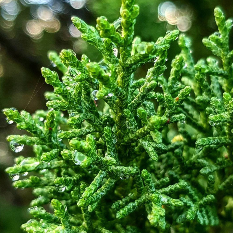 Cupressus Torulosa, Himalayan Cypress seeds - 200