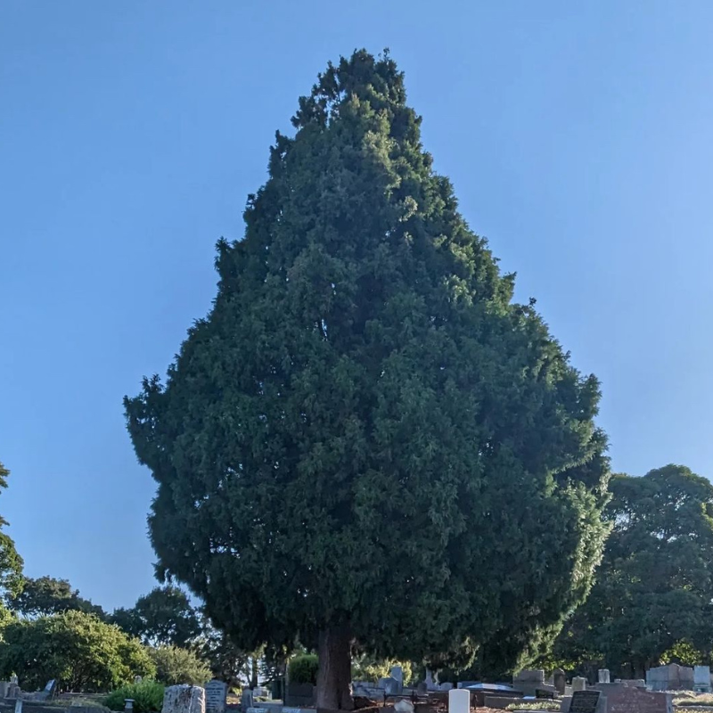 Cupressus Torulosa, Himalayan Cypress seeds - 200