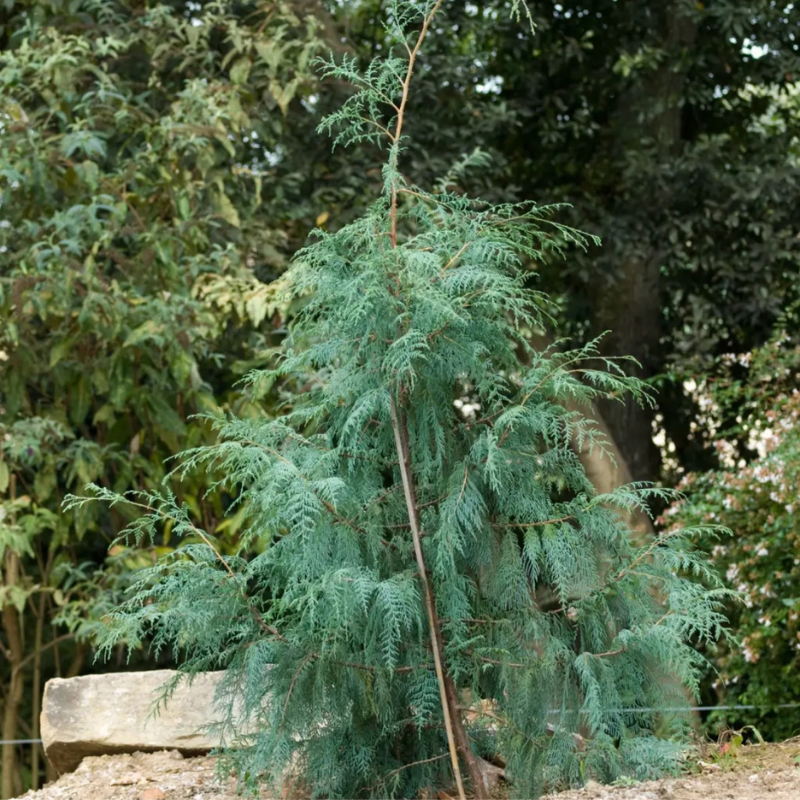 Cupressus Torulosa, Himalayan Cypress seeds - 200