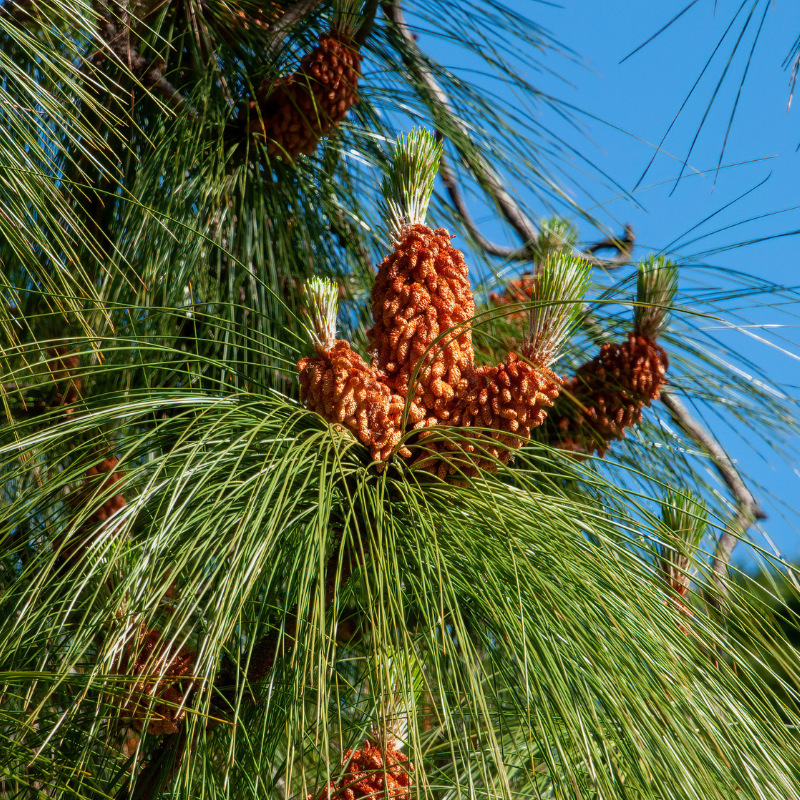 Pinus Roxburghii, Chir Pine seeds - 100