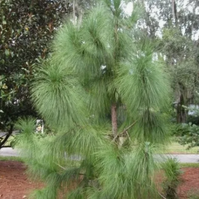Pinus Roxburghii, Chir Pine seeds - 100