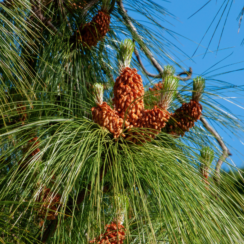 Pinus Roxburghii, Chir Pine seeds - 100