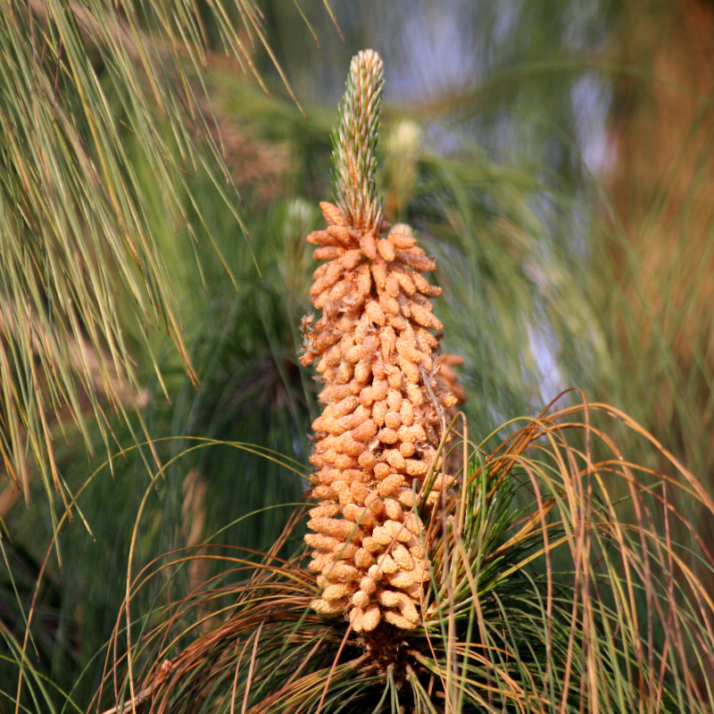 Pinus Roxburghii, Chir Pine seeds - 100