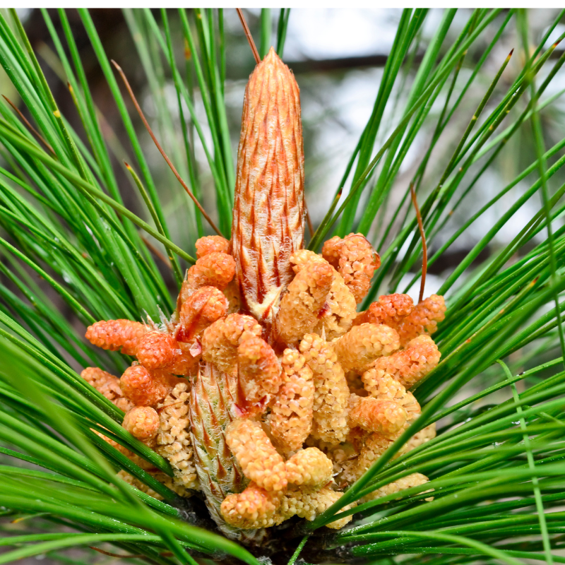 Pinus Roxburghii, Chir Pine seeds - 100