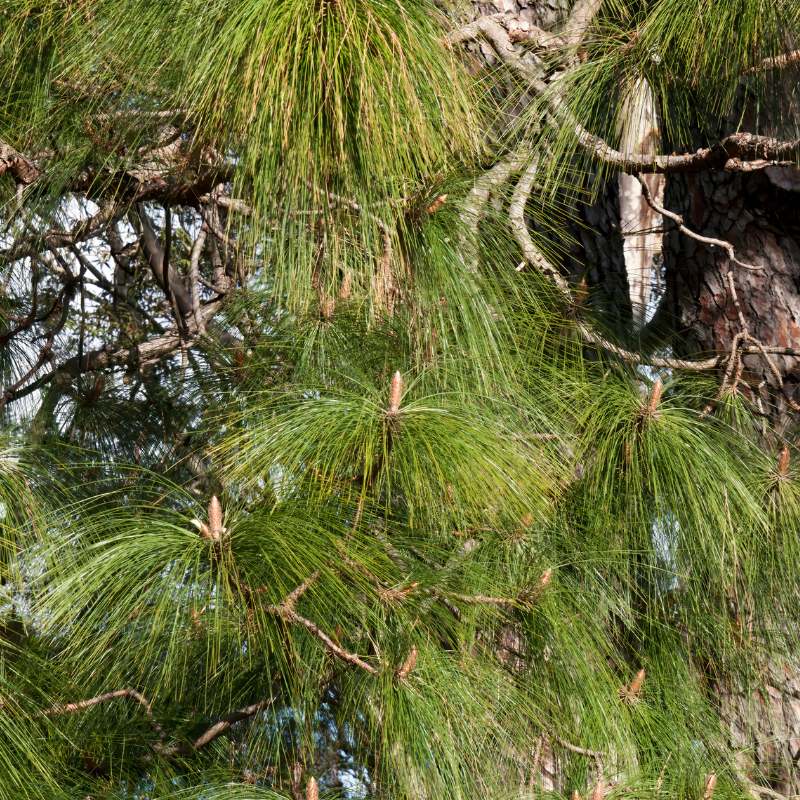 Pinus Roxburghii, Chir Pine seeds - 100