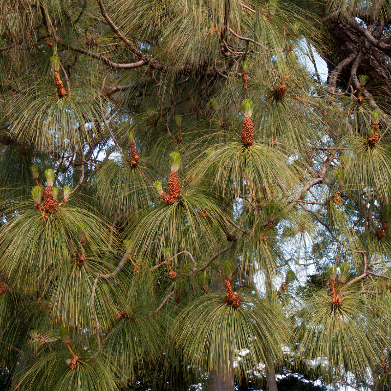 Pinus Roxburghii, Chir Pine seeds - 100