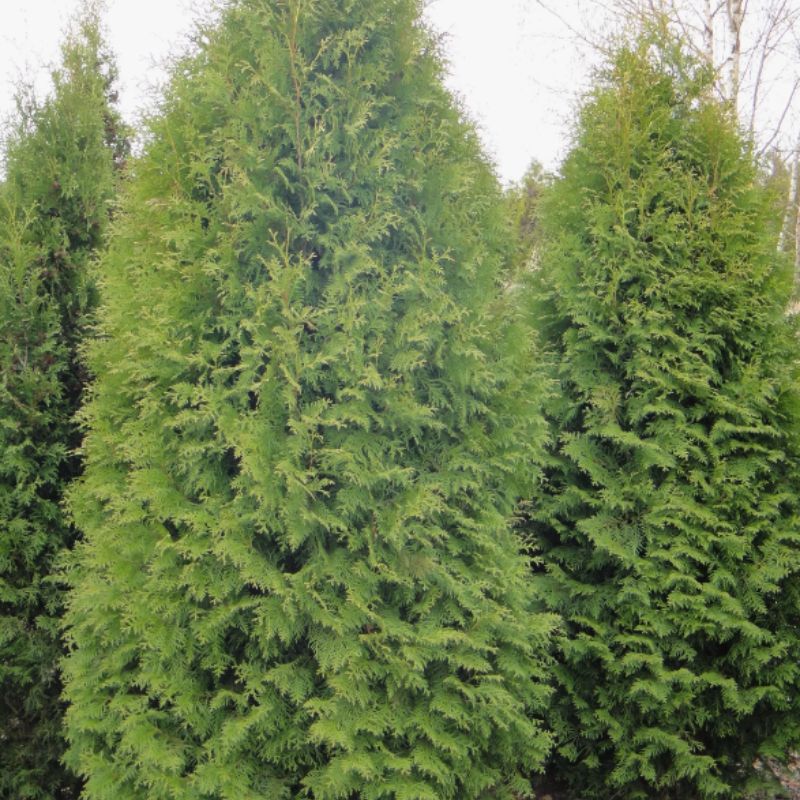 Thuja compacta, Pyramidalis Compacta seeds - 500