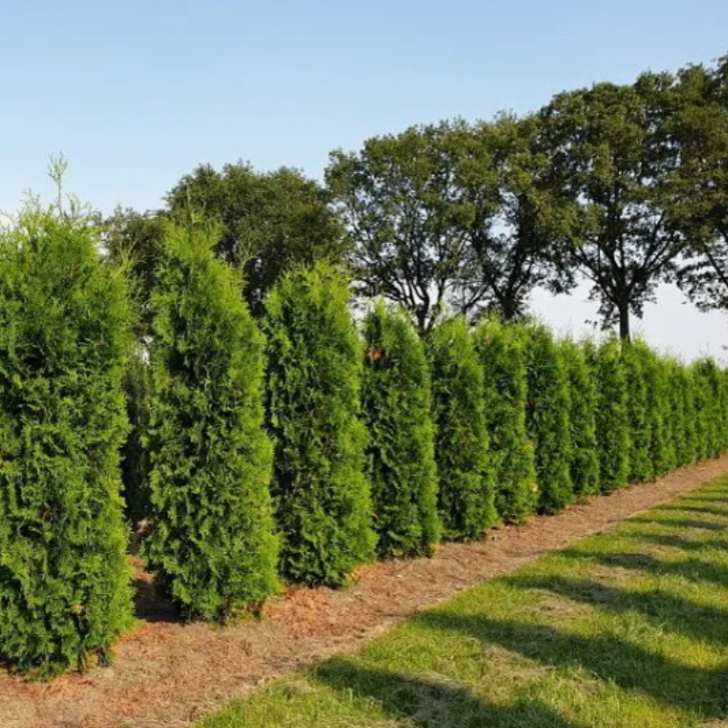 Thuja compacta, Pyramidalis Compacta seeds - 200