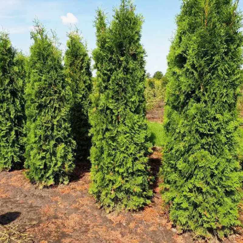 Thuja compacta, Pyramidalis Compacta seeds - 500