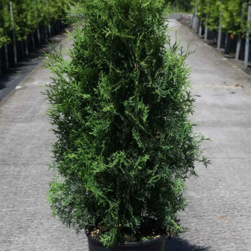 Thuja compacta, Pyramidalis Compacta seeds - 500