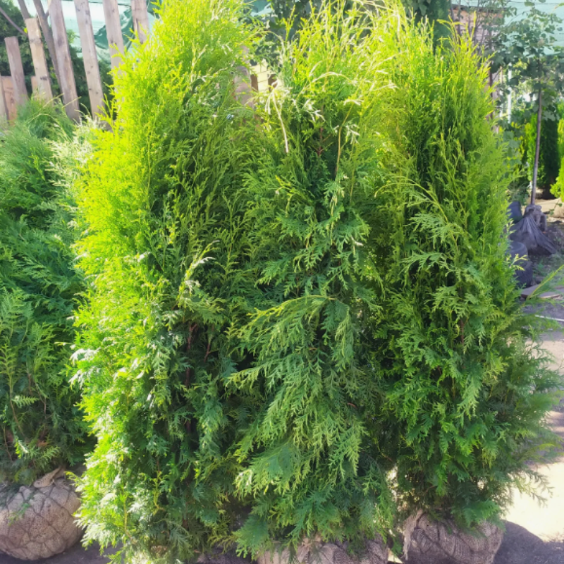 Thuja compacta, Pyramidalis Compacta seeds - 500