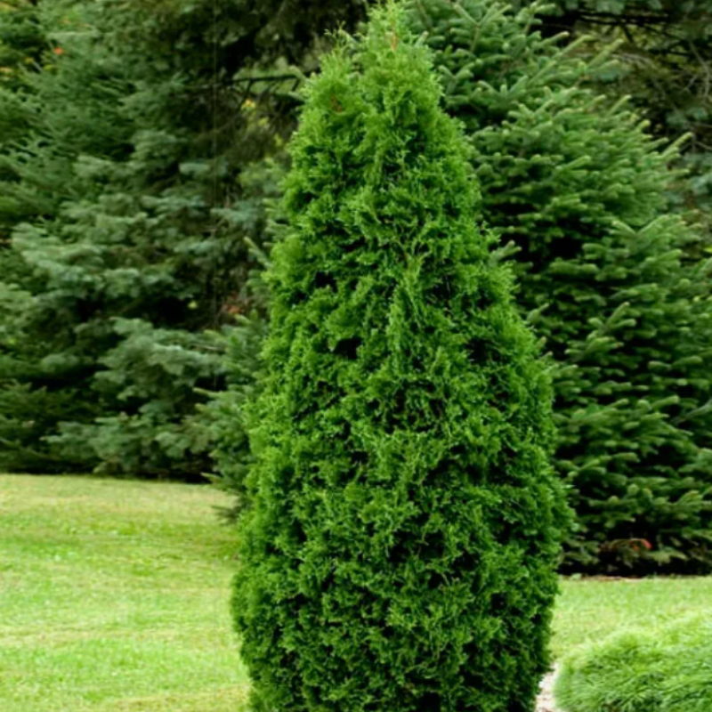 Thuja compacta, Pyramidalis Compacta seeds - 500