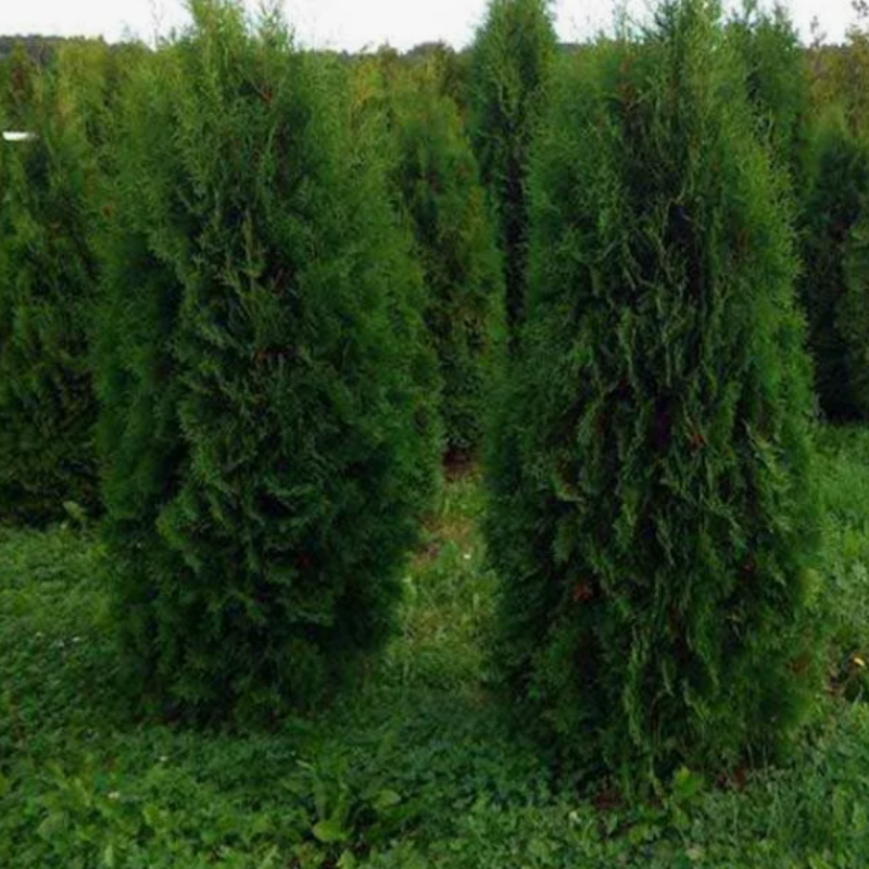 Thuja compacta, Pyramidalis Compacta seeds - 500