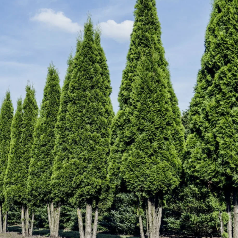 Thuja compacta, Pyramidalis Compacta seeds - 500