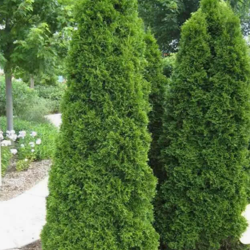 Thuja compacta, Pyramidalis Compacta seeds - 500