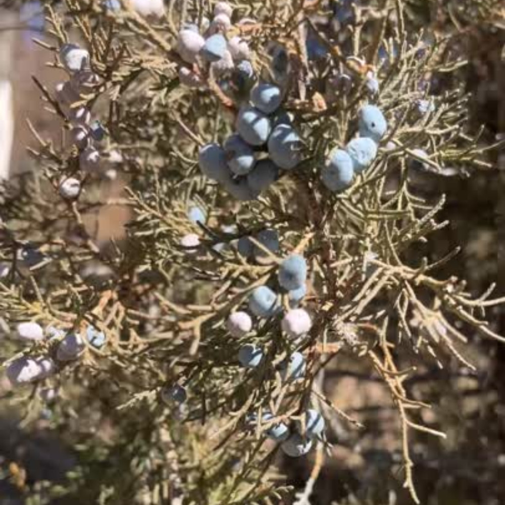 Juniperus indica tree, Himalayan juniper tree, black juniper seeds - 25