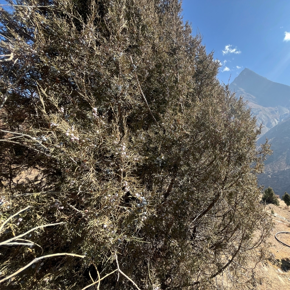 Juniperus indica tree, Himalayan juniper tree, black juniper seeds - 25