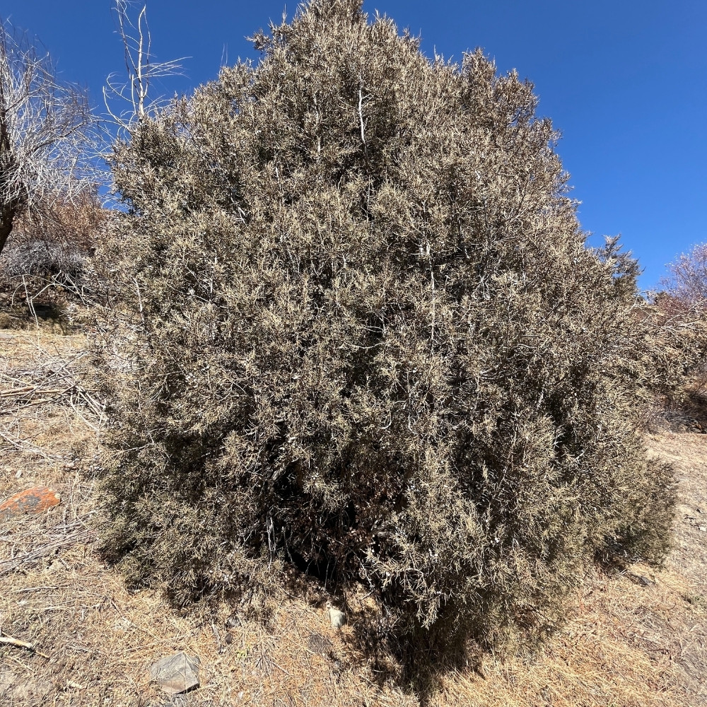 Juniperus indica tree, Himalayan juniper tree, black juniper seeds - 25