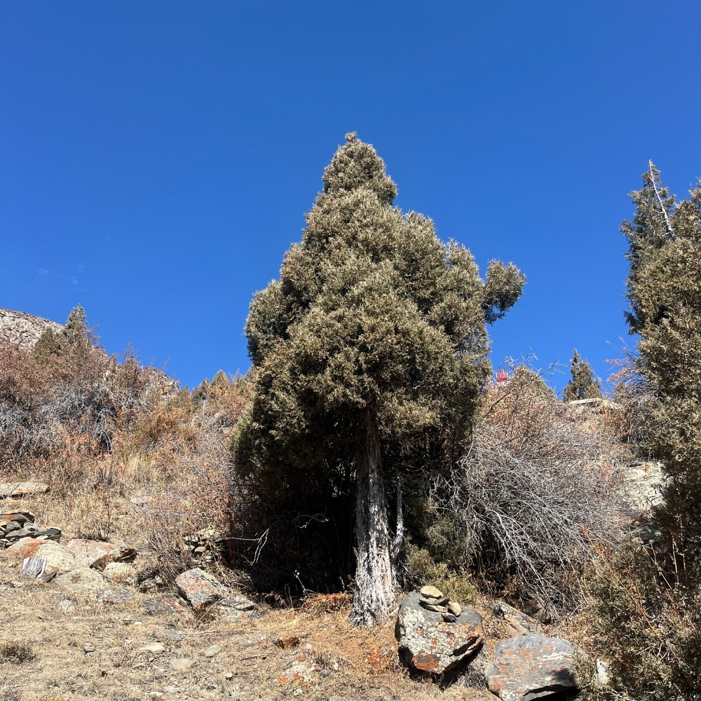 Juniperus indica tree, Himalayan juniper tree, black juniper seeds - 25