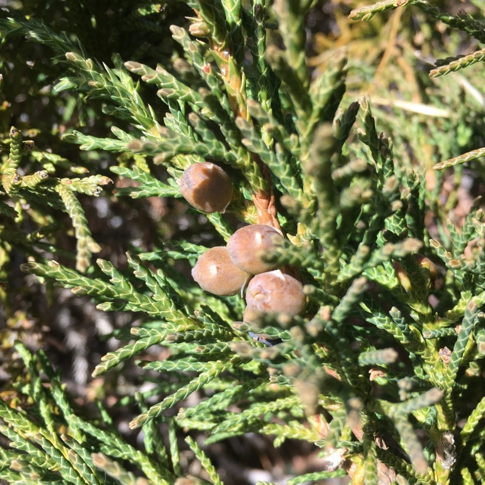 Juniperus indica tree, Himalayan juniper tree, black juniper seeds - 25